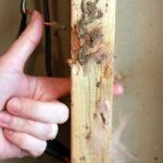 Protect Your Home from Termite Infestation : Learn How?